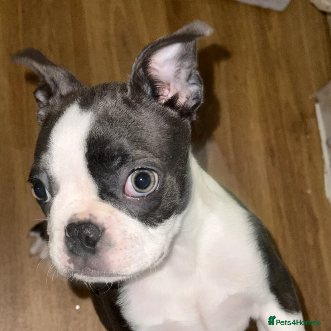 Boston Terrier dogs for sale: Beautiful blue boston girl  - Advert 2