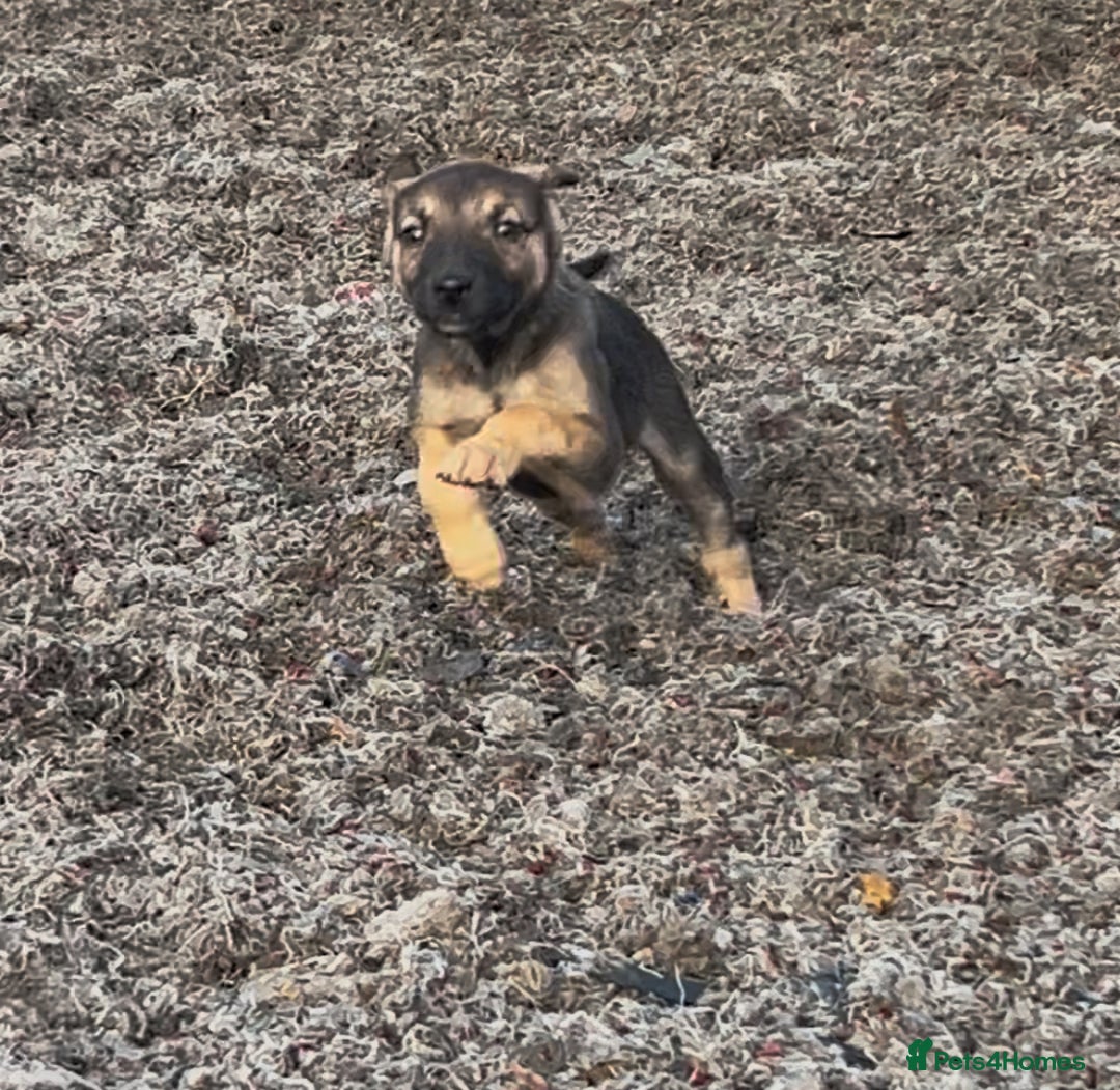 Mixed Breed dogs for sale: Bedlington/whippet Lurcher puppies - Image 11