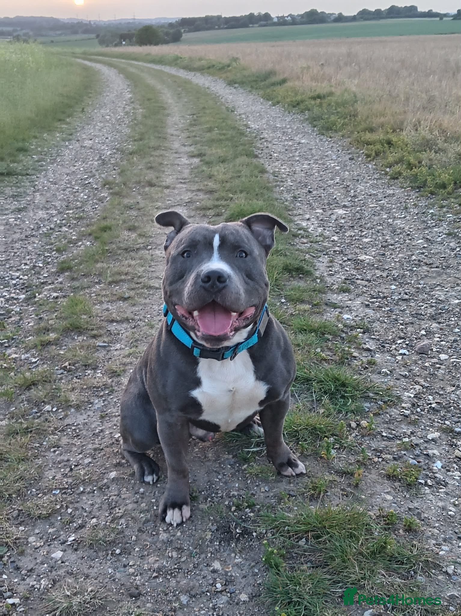 Staffordshire Bull Terrier dogs Male blue staffy  - Advert 2