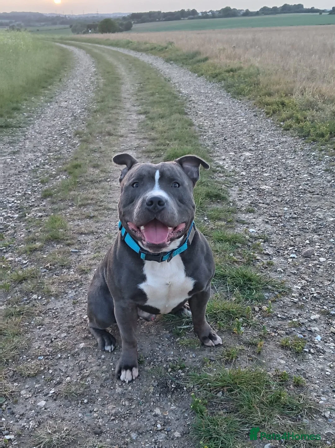 Staffordshire Bull Terrier dogs for sale: Male blue staffy  - Advert 1