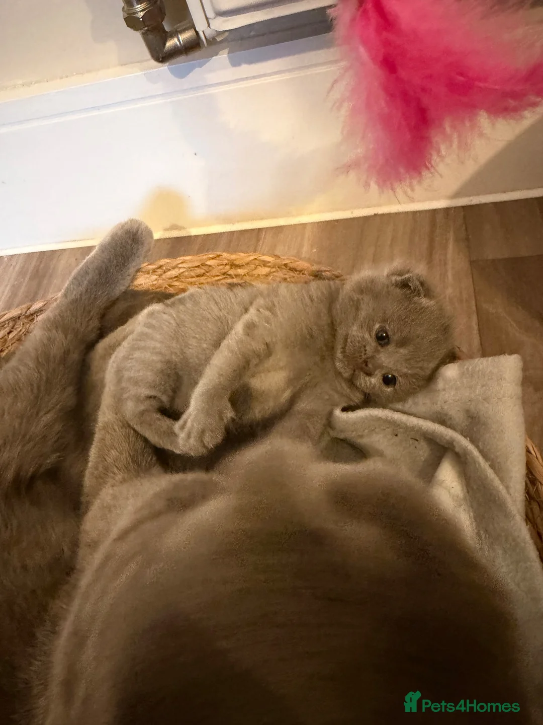 British Shorthair cats for sale: British shorthair x British longhair  - Advert 1