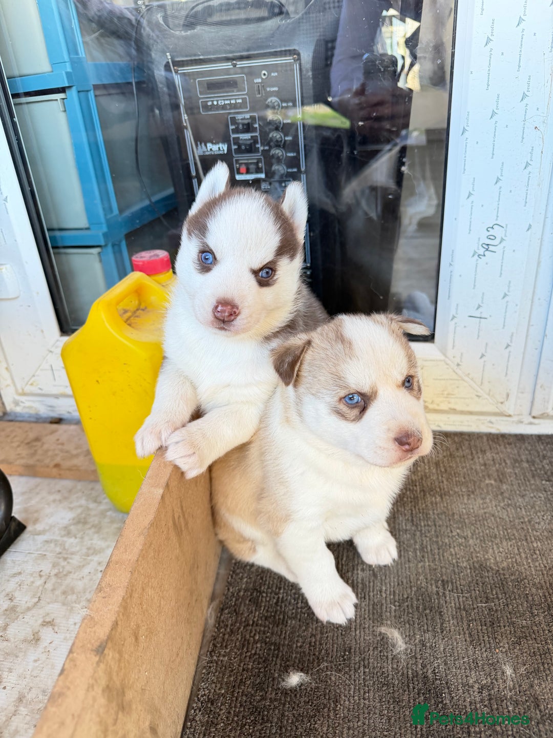 Siberian Husky dogs for sale: Adorable Siberian Husky puppies born December 14th - Advert 1