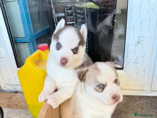 Siberian Husky dogs Adorable Siberian Husky puppies born December 14th - Advert 4