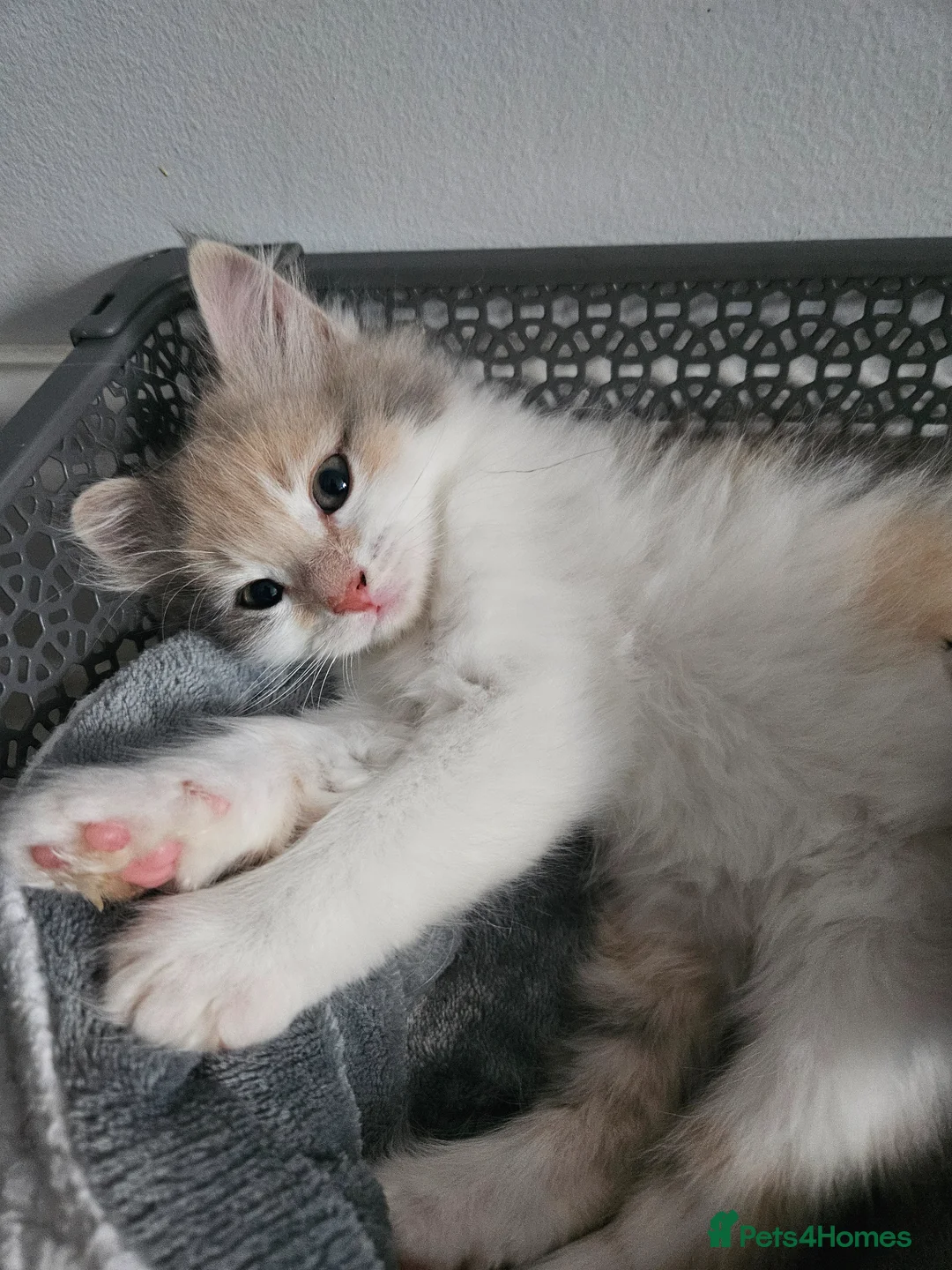 Siberian cats for sale: Beautiful Siberian kitten ready for a new home. - Advert 15