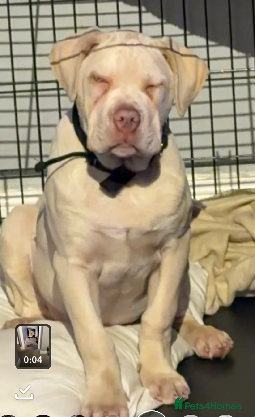 Cane Corso dogs for sale: Cane corso - Advert 2