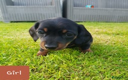 Dachshund dogs for sale: READY NOW Dachshund Puppies - Image 20
