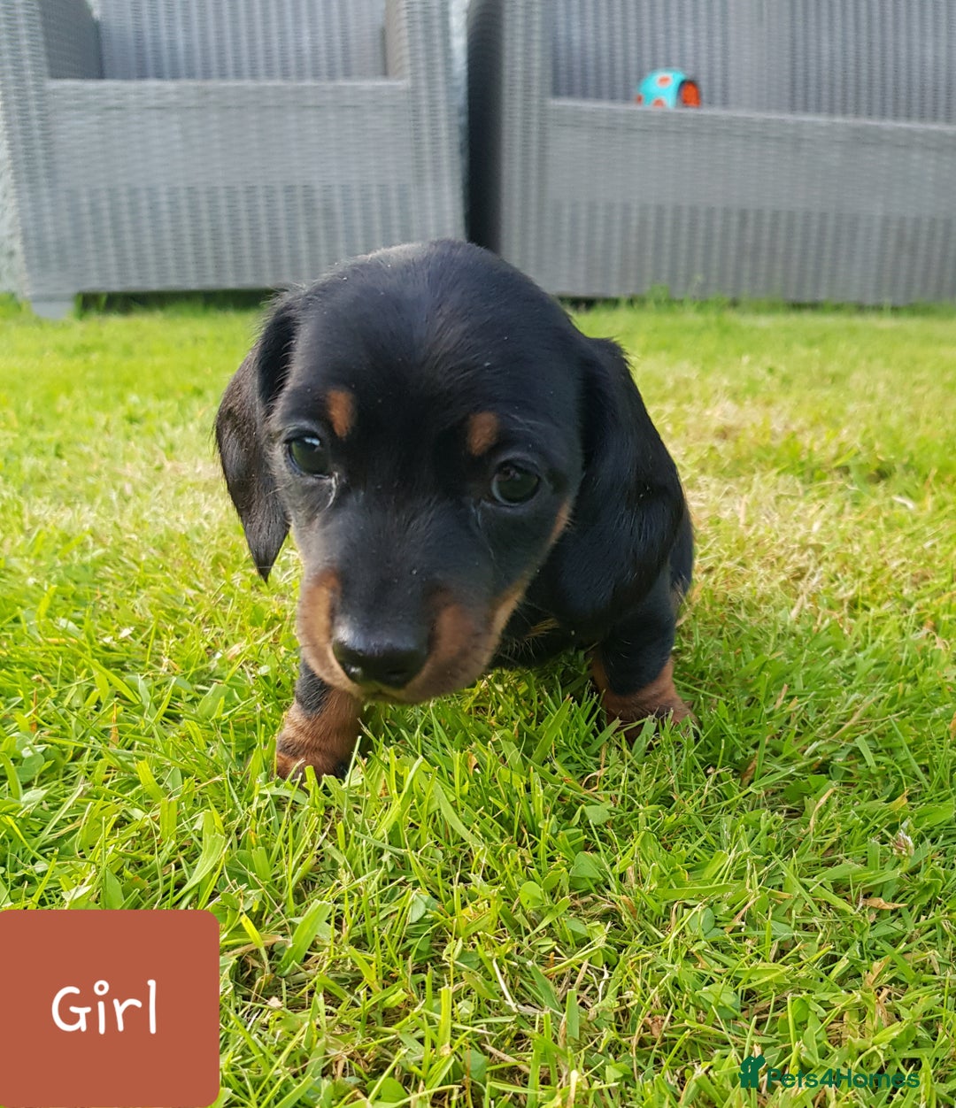 Dachshund dogs for sale: READY NOW Dachshund Puppies - Image 20