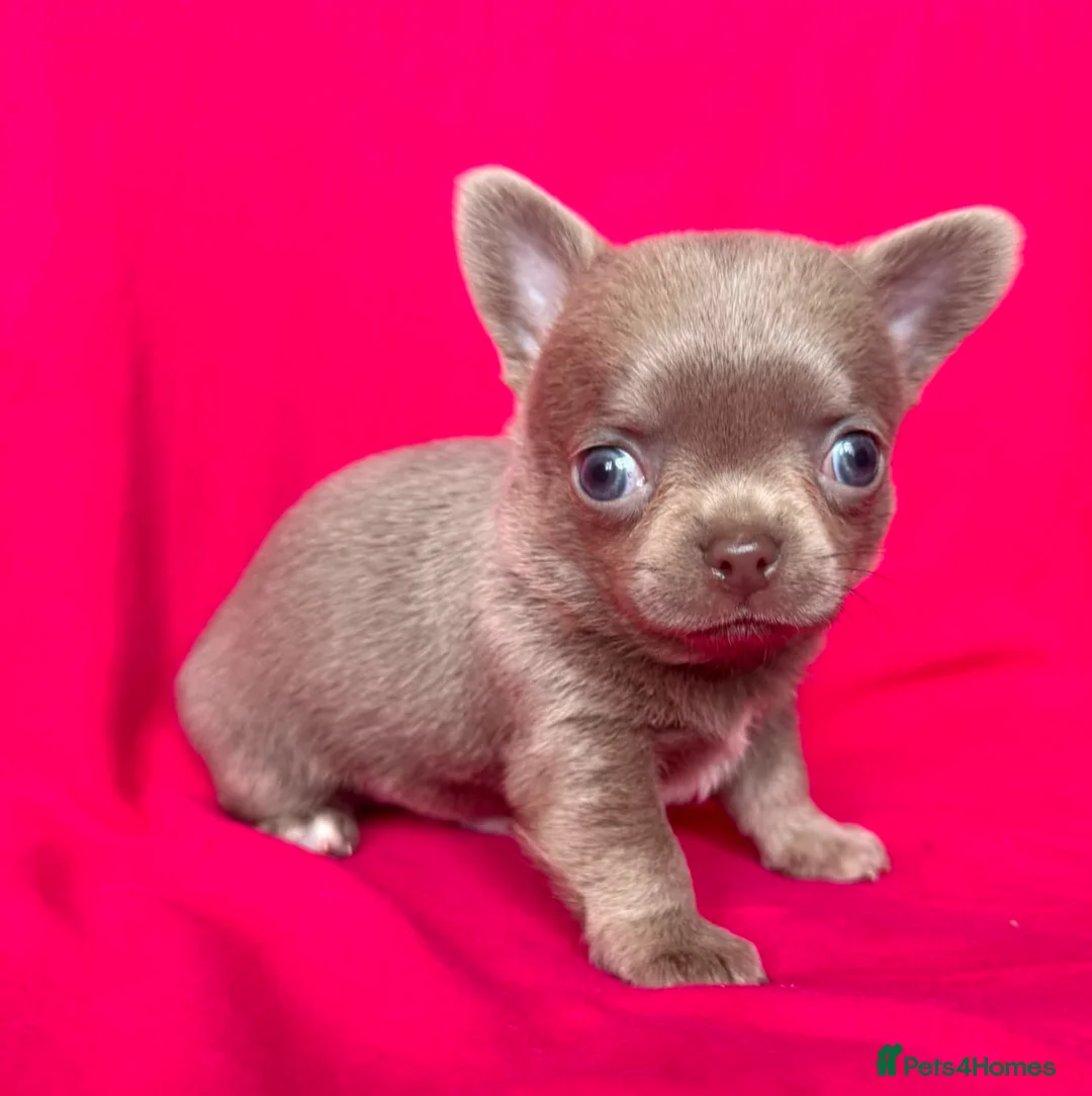 Chihuahua dogs for stud: KC lilac stud - Advert 29