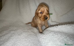 Cocker Spaniel dogs for sale: Show cocker spaniel pups ready 4th November  - Image 7
