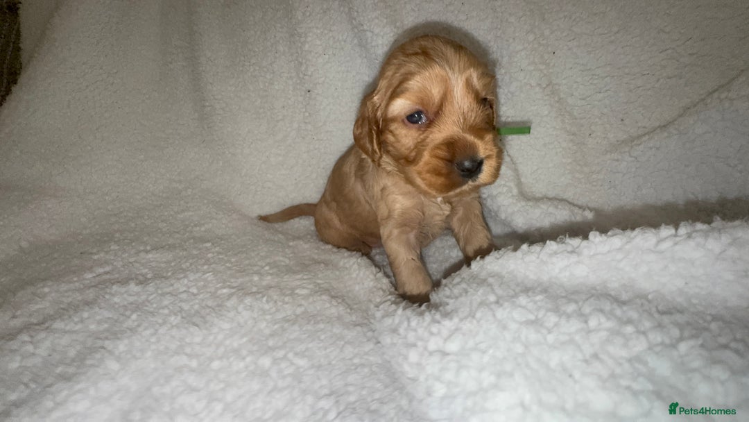 Cocker Spaniel dogs for sale: Show cocker spaniel pups ready 4th November  - Image 7
