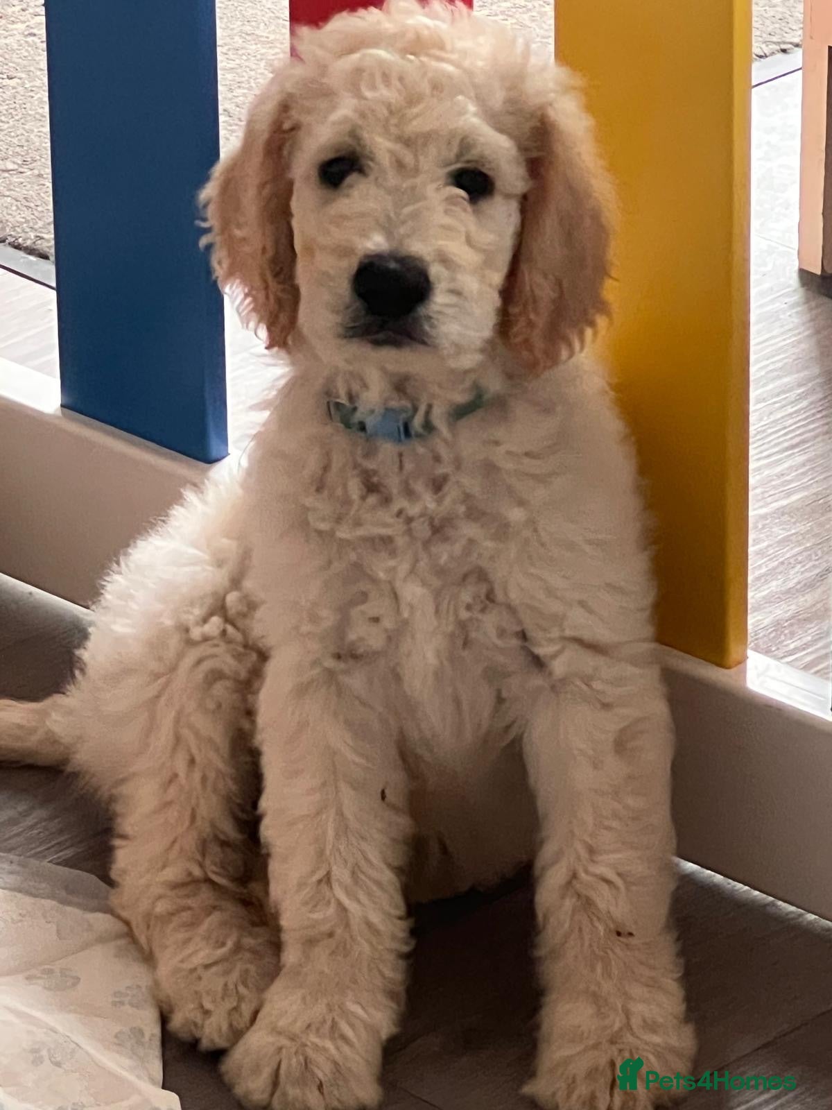 Goldendoodle dogs 🐾 Goldendoodle large puppies ready now 🐾 - Advert 2