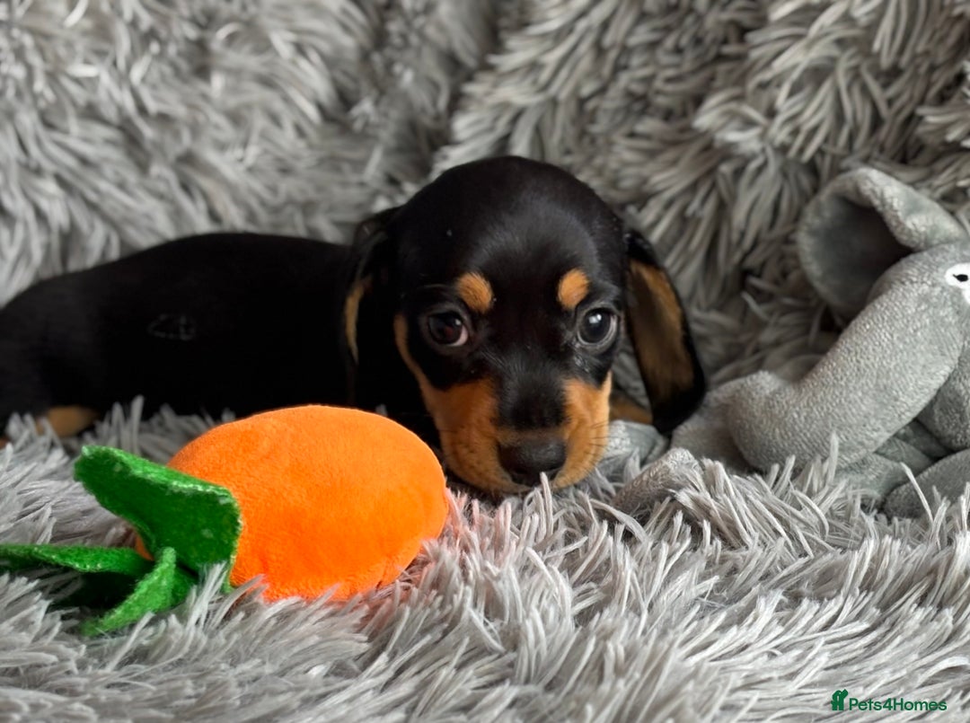 Miniature Dachshund dogs for sale: Gorgeous PRA Clear KC Reg Miniature Dachshund  - Image 9