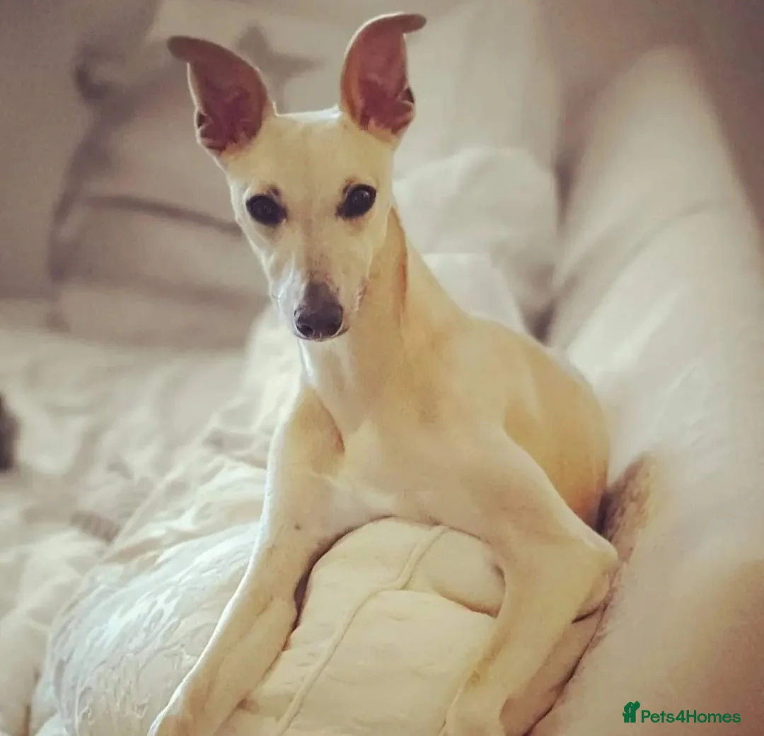 Whippet dogs for stud: Whippet for stud (KC reg; pedigree) Dorset. 20" in Sherborne - Advert 19