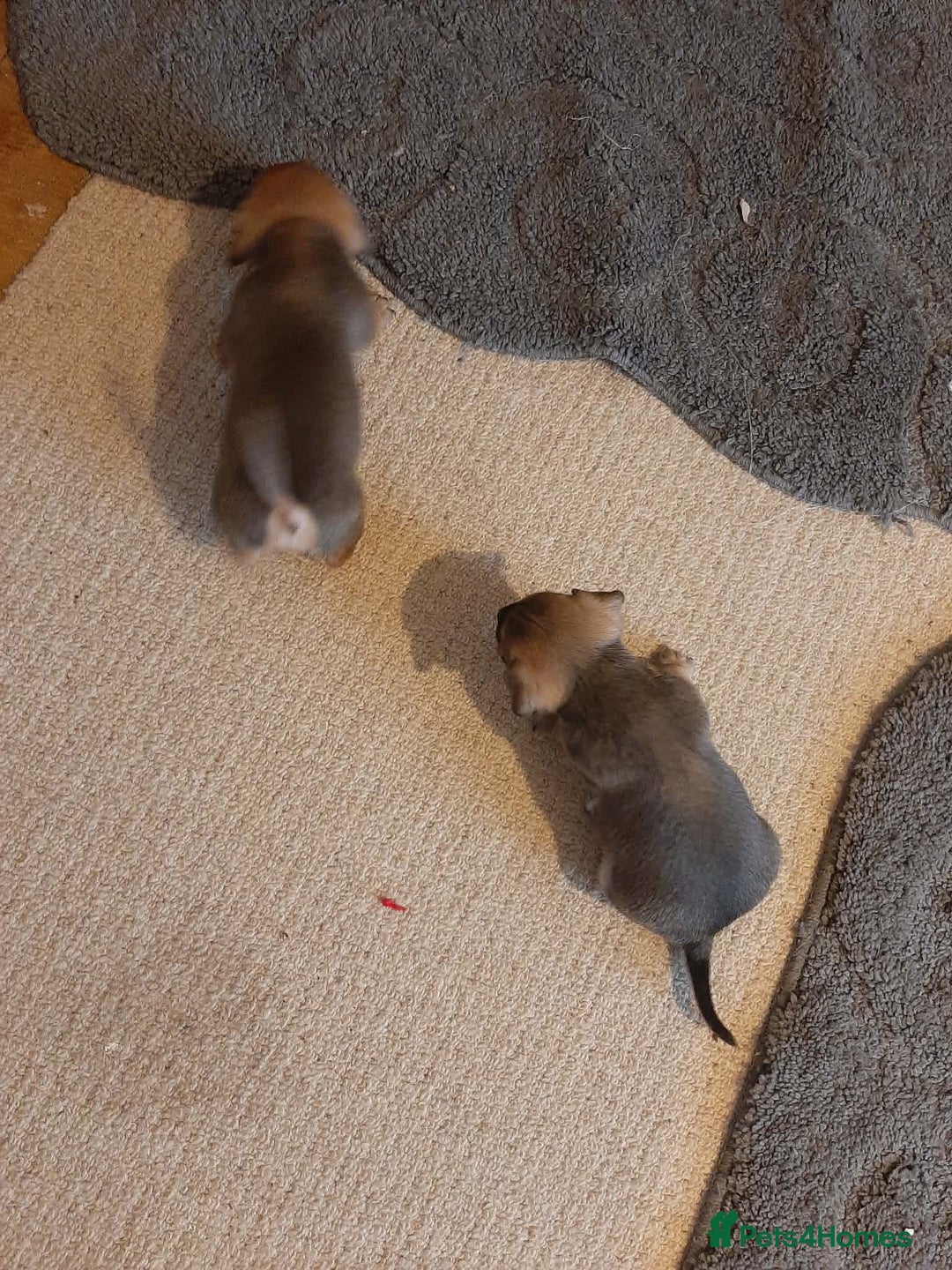 Jack Russell dogs for sale: For Sale  - Advert 7