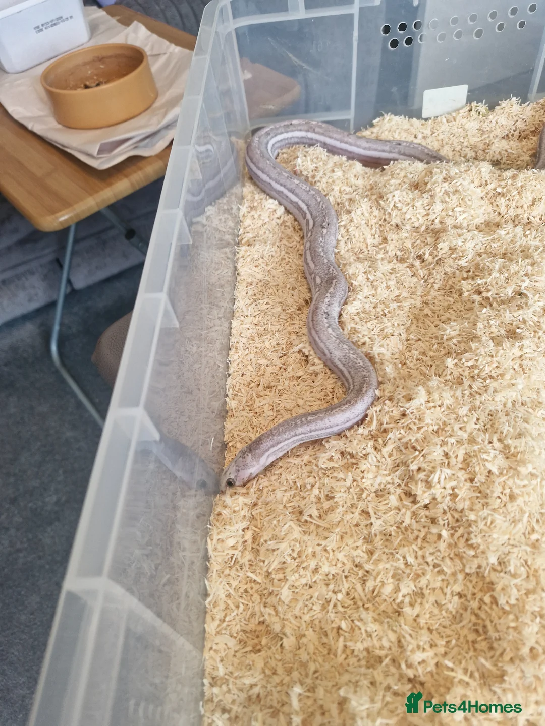 Corn Snake reptiles for sale: Cornsnake scaleless ghost hypo anery tessera male - Advert 3