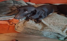 Miniature Dachshund dogs for sale: 2 mini daschunds Brother & Sister - Image 5