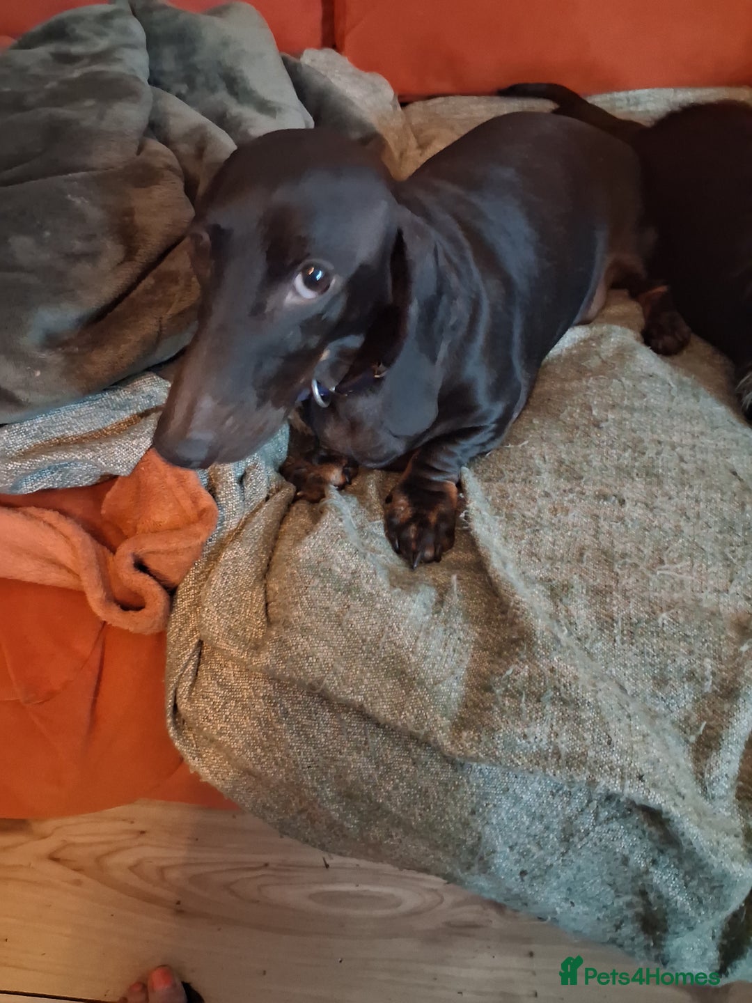 Miniature Dachshund dogs for sale: 2 mini daschunds Brother & Sister - Image 5