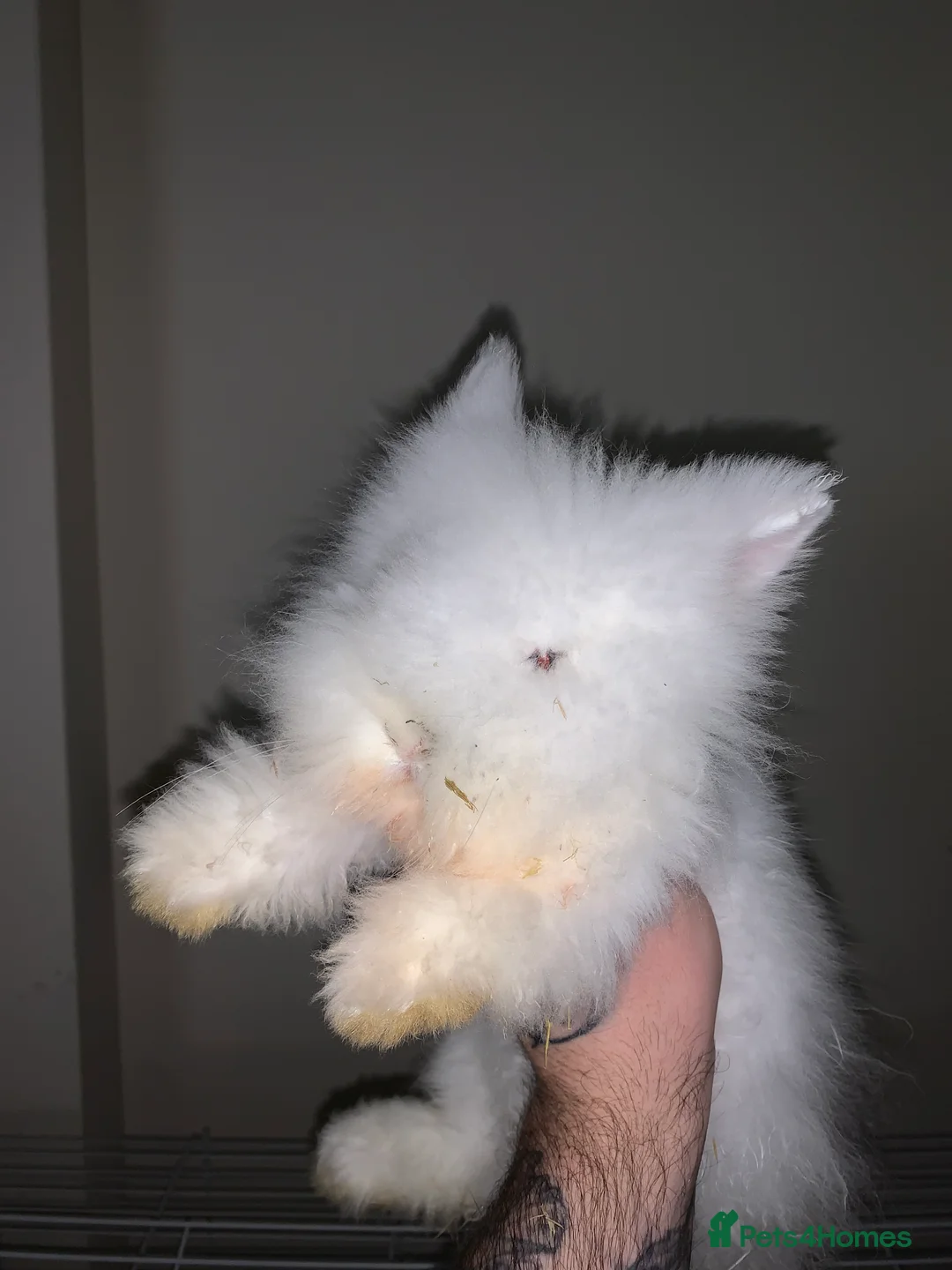 Mini Lion Lop rabbits for sale: Female mini lion lop and cage - Advert 1