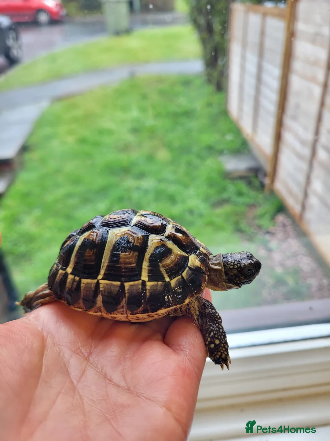 Hermann Tortoise reptiles for sale: Western Dwarf Hermanns Tortoise (Testudo Hermanni) - Advert 1