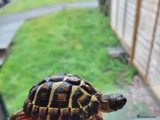 Hermann Tortoise reptiles Western Dwarf Hermanns Tortoise (Testudo Hermanni) - Advert 1