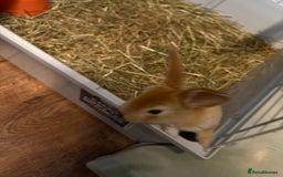 Mixed Breed rabbits for sale: Beautiful litter of mixed  rabbits ( dad a Rex)  - Image 3