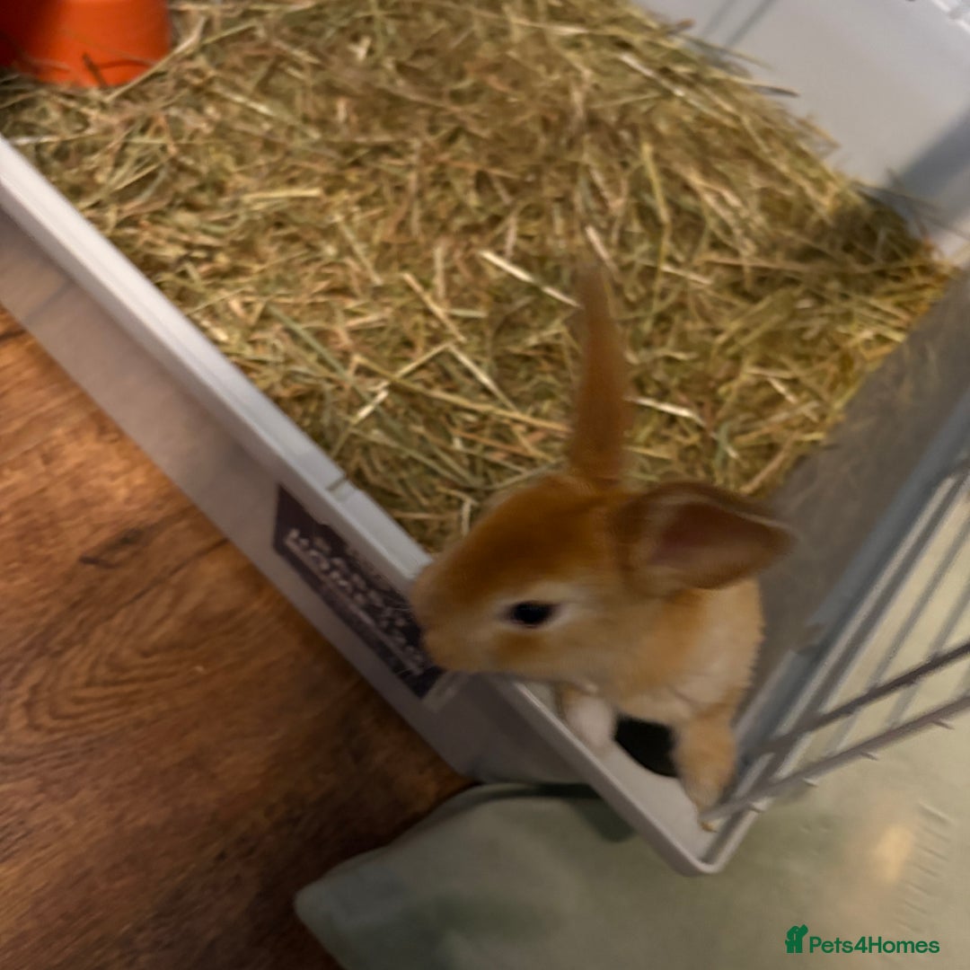 Mixed Breed rabbits for sale: Beautiful litter of mixed  rabbits ( dad a Rex)  - Image 3