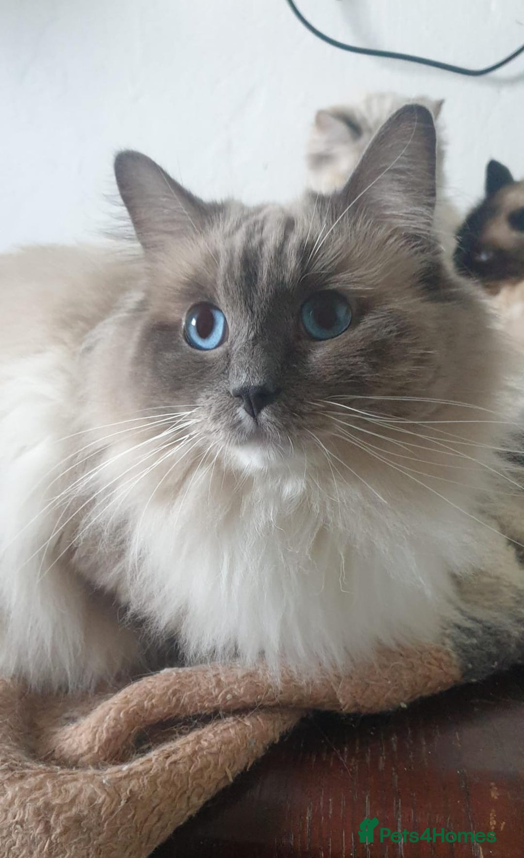 Ragdoll cats for stud: ❤️ Magnificent GCCF Active Registered Stud ❤️ in Preston - Advert 2