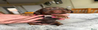 Cocker Spaniel 3