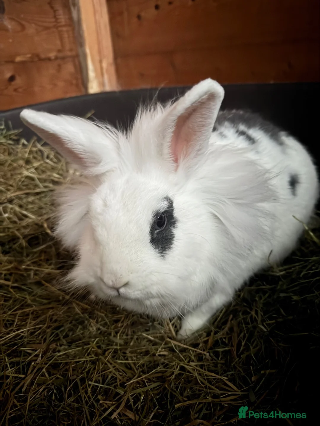 Lionhead rabbits for sale: Holly, 3 years Lionhead – Loving Home Wanted in Windsor - Advert 2