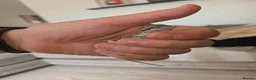 Bearded Dragon reptiles for sale: Baby beardies  - Advert 15