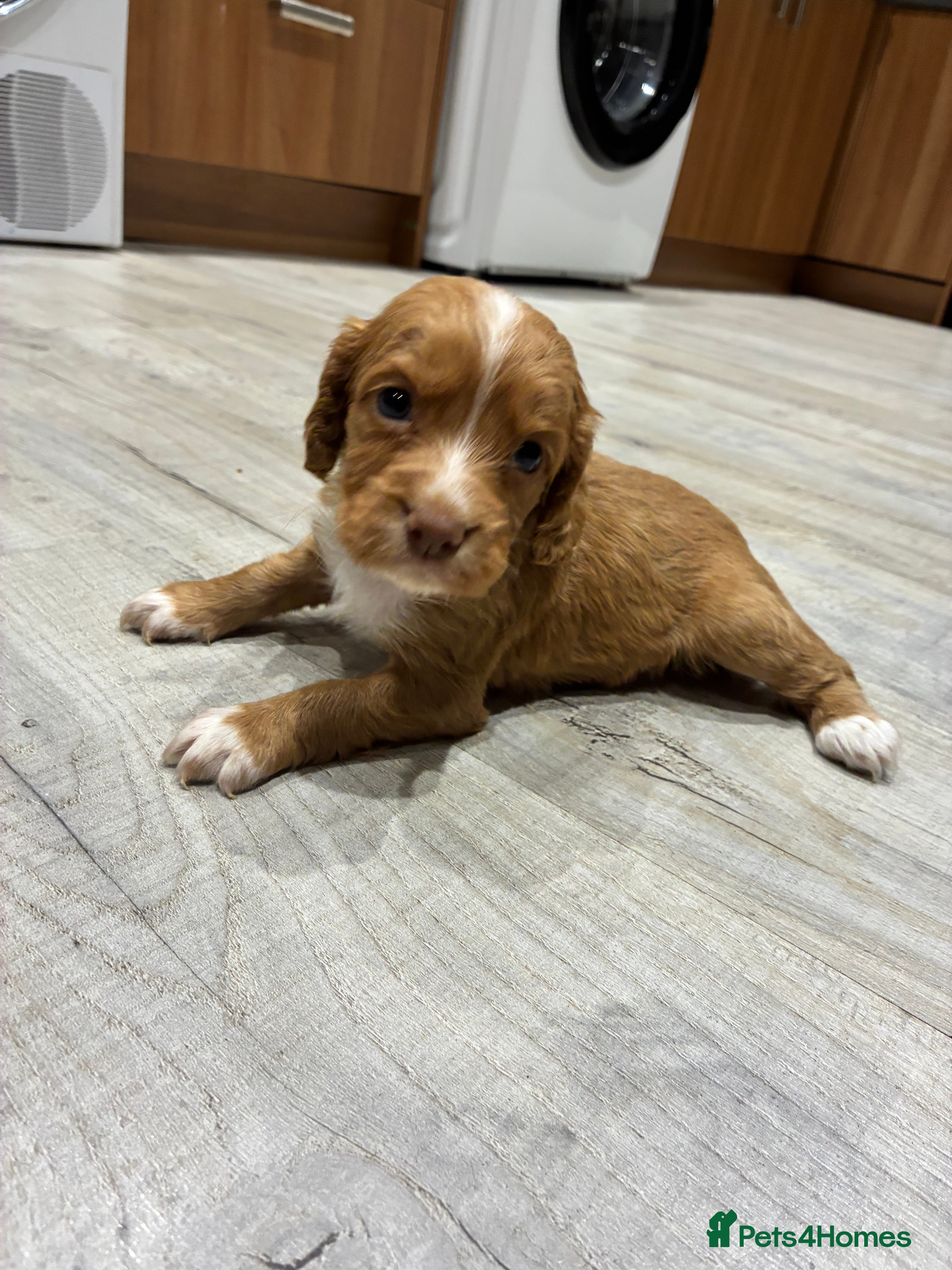 Cocker Spaniel dogs Kc working cocker spaniel puppies  - Advert 12