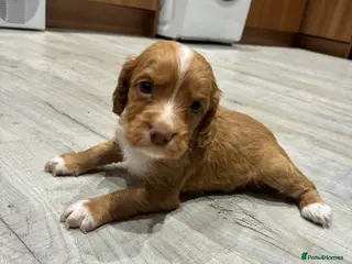 Cocker Spaniel dogs Kc working cocker spaniel puppies - Advert 5