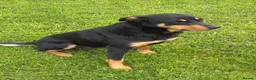 Australian Kelpie dogs for sale: Working kelpie pup  - Advert 4