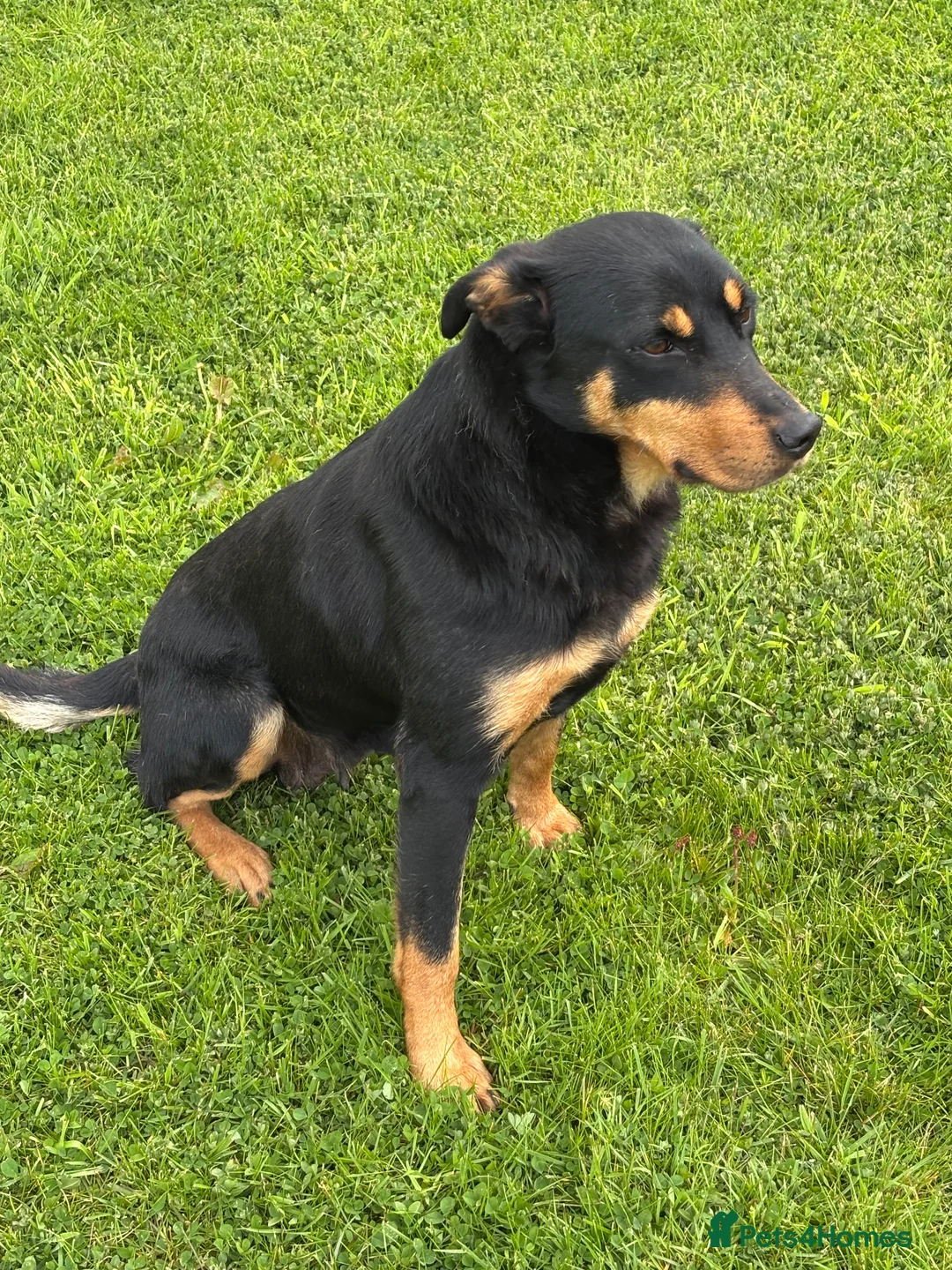 Australian Kelpie dogs for sale: Working kelpie pup  - Advert 4