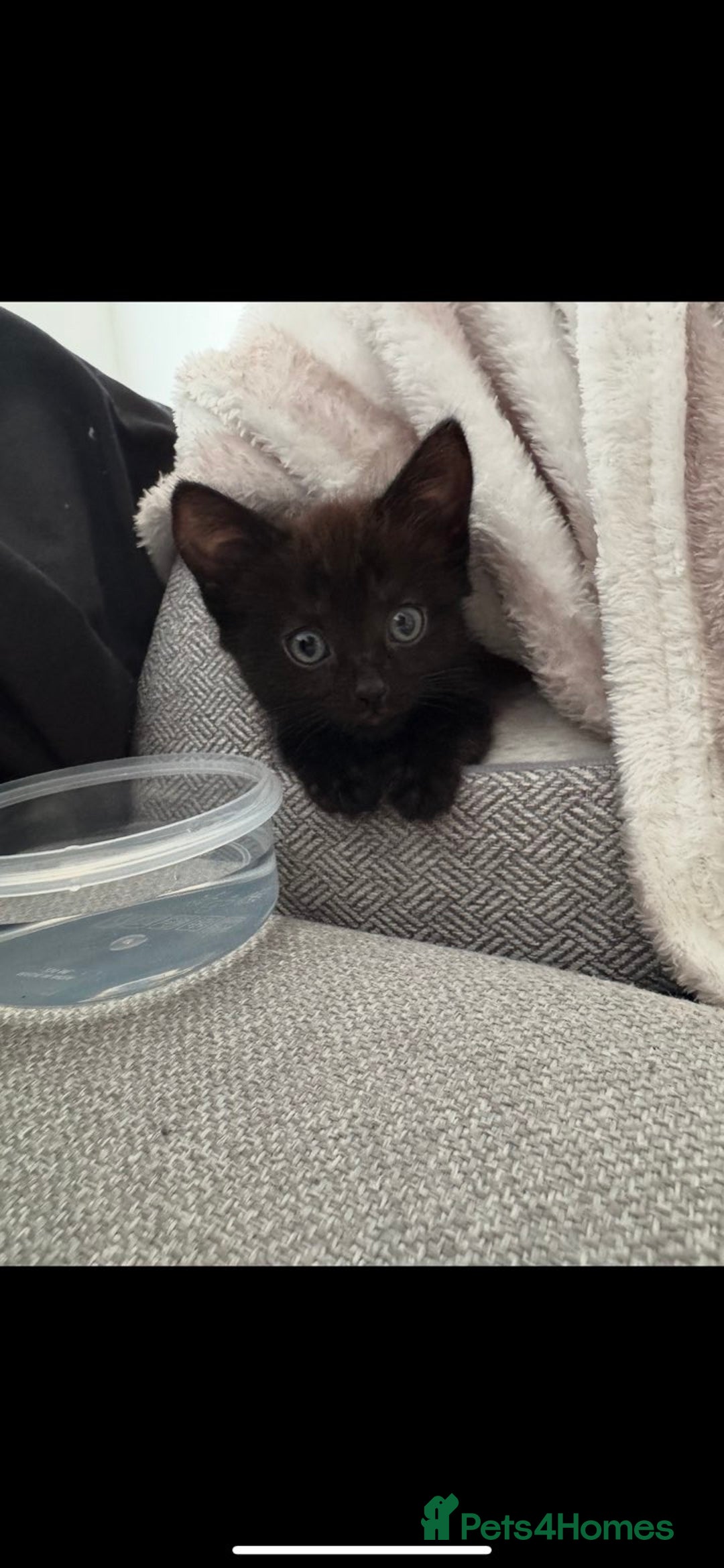 British Longhair cats for sale: Beautiful 10 Week Old Kitten - Image 6