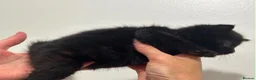 Mixed Breed cats for sale: Female kitten  - Advert 4