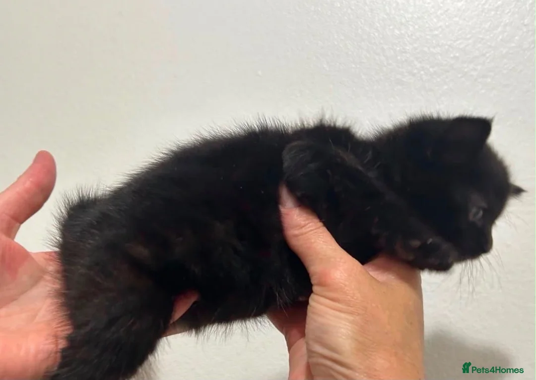 Mixed Breed cats for sale: Female kitten  - Advert 4