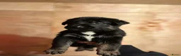 German Shepherd dogs for sale: Mrs Jas Padda  - Advert 11