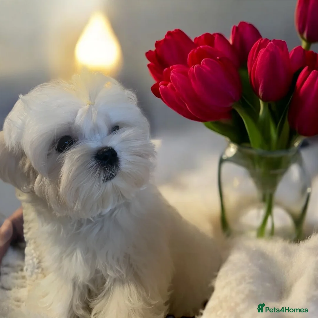 Maltese dogs for sale: Reduced price 💙Maltese cute puppies 💙 - Advert 1