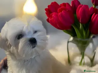 Maltese dogs Reduced price 💙Maltese cute puppies 💙 - Advert 14