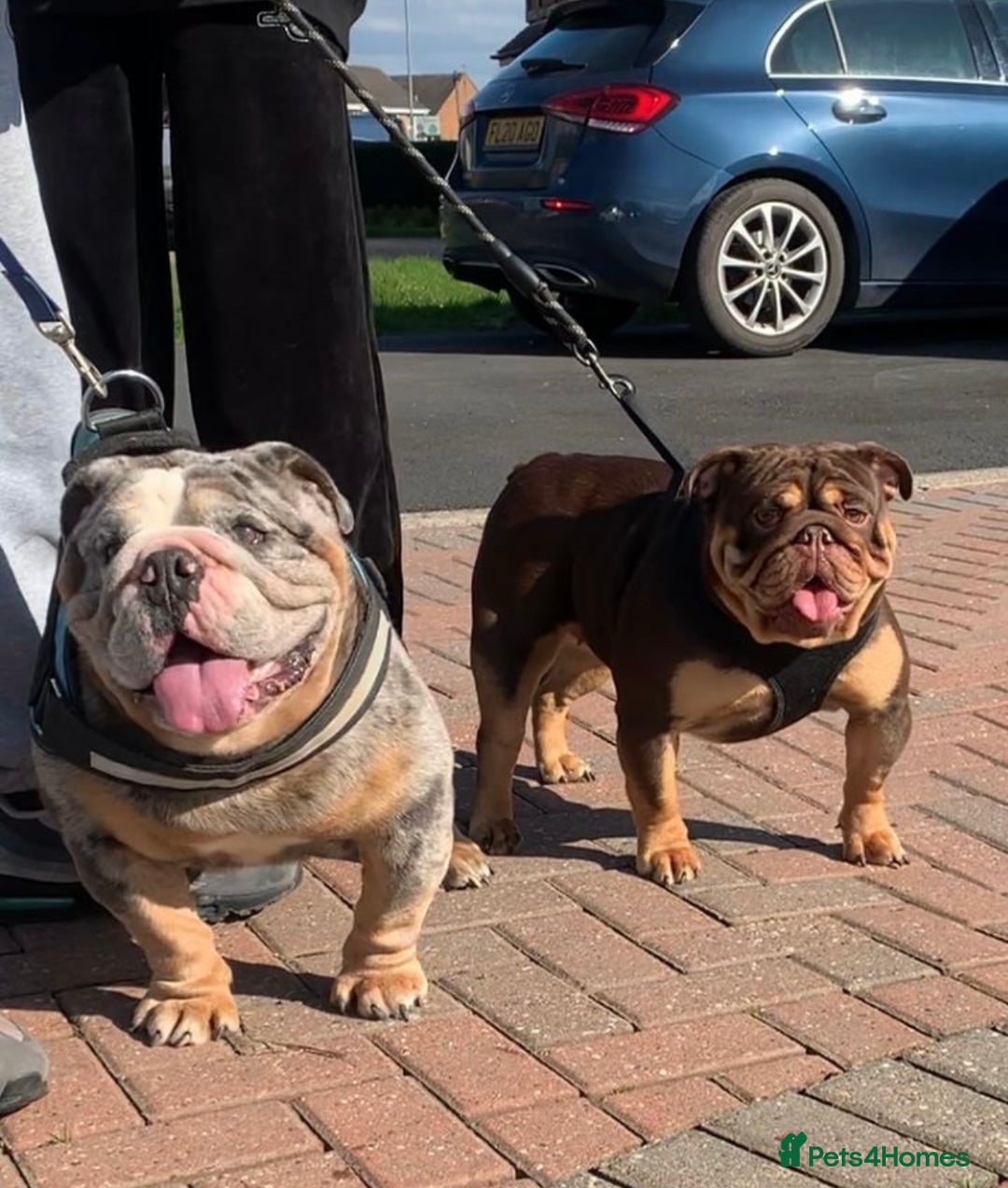 English Bulldog dogs for sale: Amazing quality British bulldog pups  - Advert 3