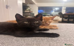 Maine Coon cats for sale: *ready now* Beautiful big Maine coon x BSH kittens - Image 6