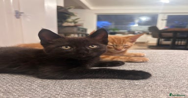 Maine Coon cats - Advert 12