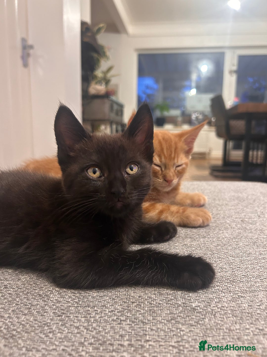 Maine Coon cats for sale: *ready now* Beautiful big Maine coon x BSH kittens - Image 6