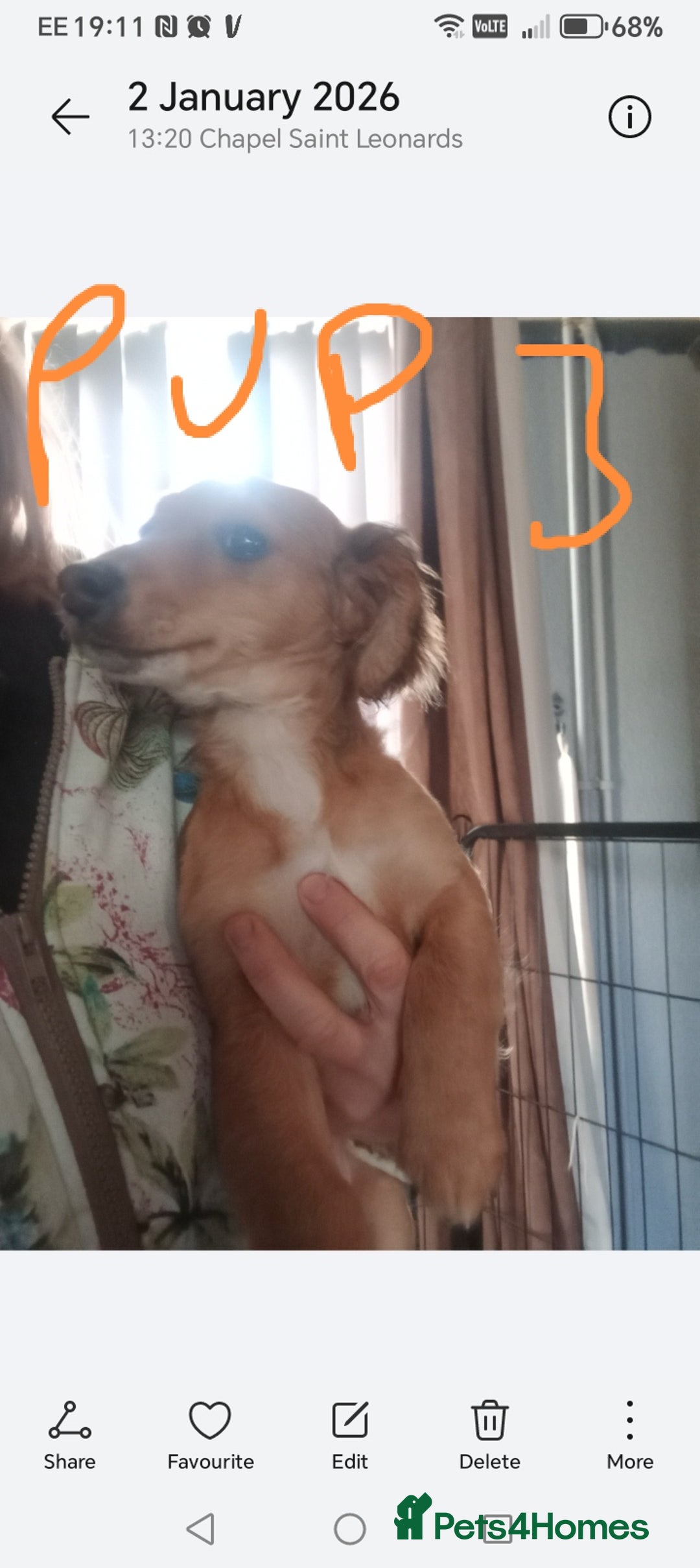 Mixed Breed dogs for sale: 3 Cockapoo x Jack Russell DNA clr Mum - Advert 17