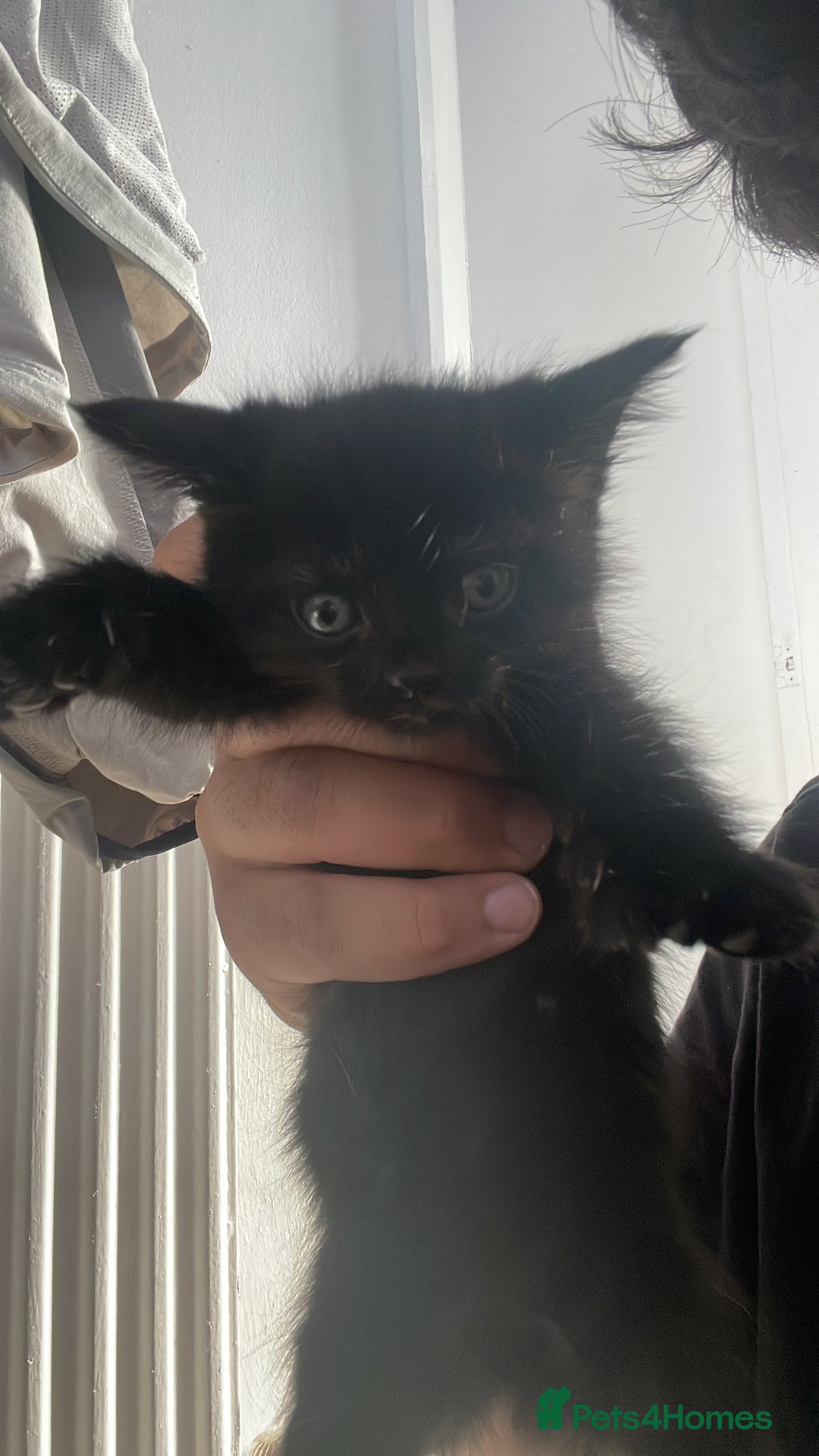 British Shorthair cats for sale: 3 British short hair polydactyl cats. - Image 3