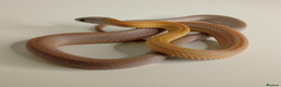 Corn Snake reptiles for sale: Corn Snakes Available UKCB25 - Advert 8