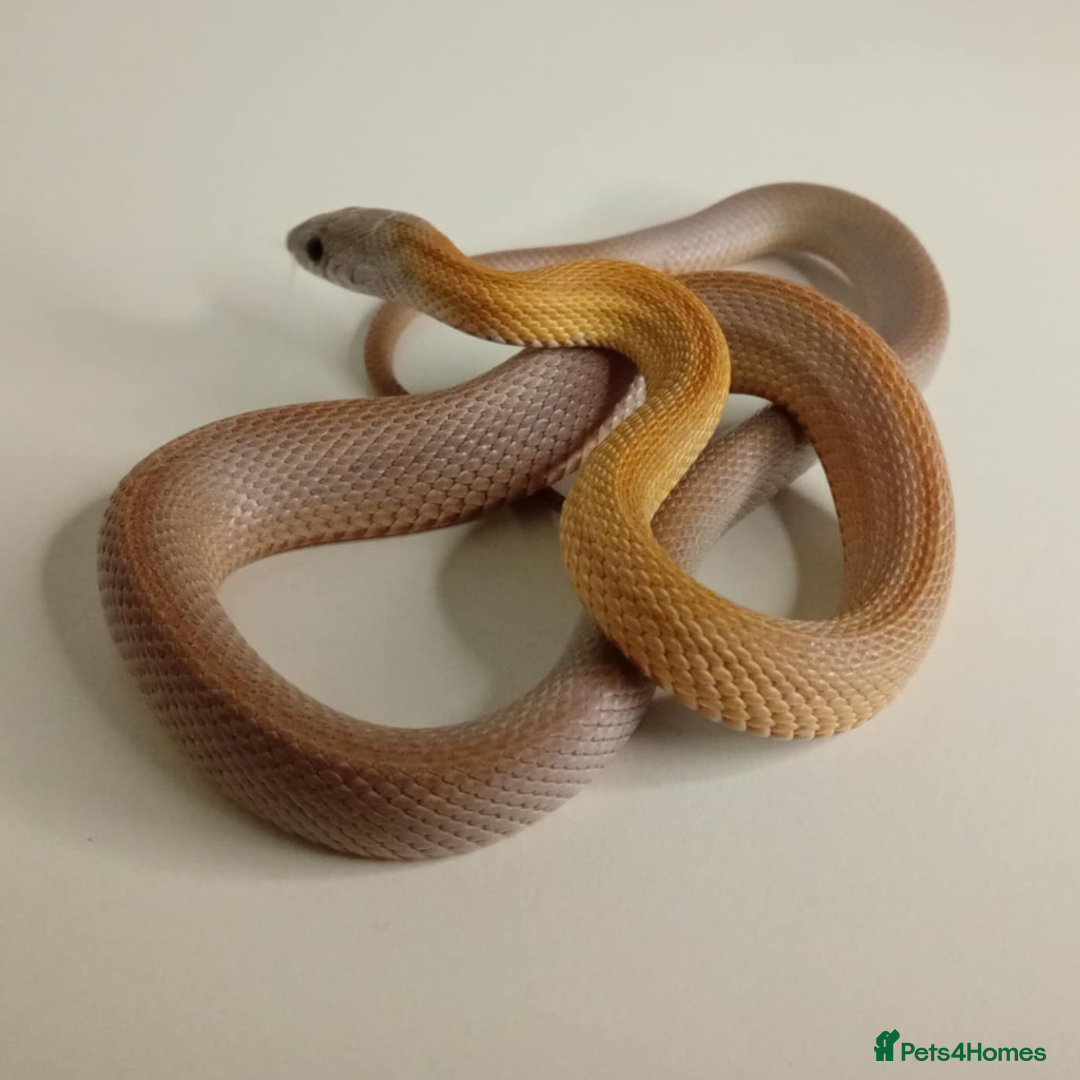 Corn Snake reptiles for sale: Corn Snakes Available UKCB25 - Advert 8