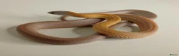 Corn Snake reptiles for sale: Corn Snakes Available UKCB25 - Advert 8