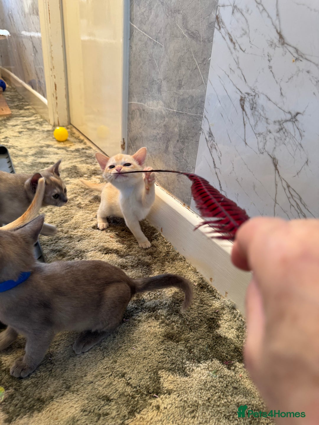 Burmese cats for sale: Burmese Kittens For Sale - Advert 9